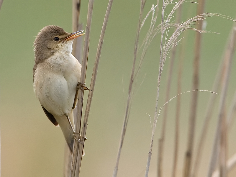 Acrocephalus scirpaceus Reed Warbler Kleine Karekiet